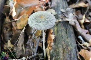 coprinus plicatilis